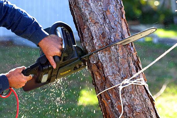 How Our Tree Care Process Works  in  East Sparta, OH